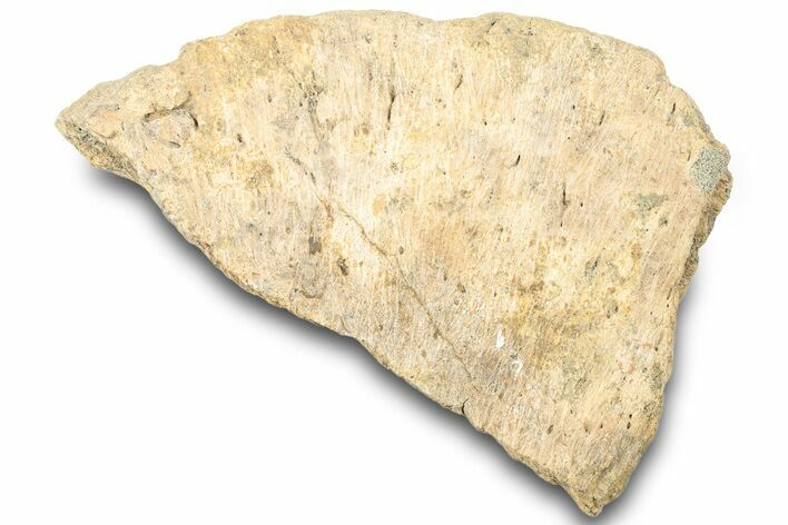 Dinosaur (Triceratops) Frill Shield Edge - Montana #323032